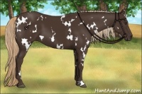 Horse Color:White Spotted Liver Chestnut 