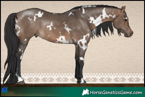 Horse Color:White Spotted Brown Dun Rabicano 