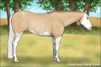 Horse Color:Silver Classic Champagne Splash Rabicano