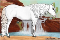 Horse Color:Red Dun Appaloosa 