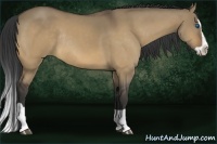 Horse Color:Buckskin Dun Splash Rabicano