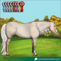 Horse Color:Silver Grullo Pearl Sabino Splash Rabicano