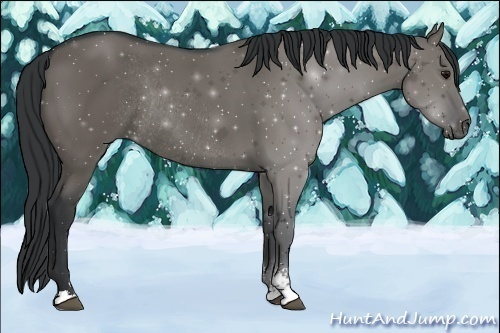 Horse Color:Grullo Sabino Rabicano 