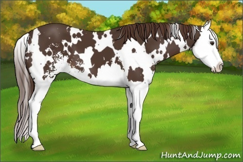 Horse Color:White Spotted Liver Chestnut Sabino Splash