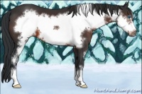 Horse Color:Brown Sabino Frame