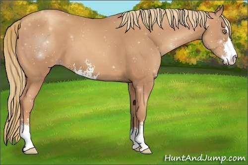 Horse Color:Gold Champagne Sabino 