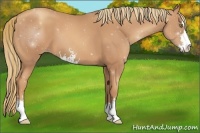 Horse Color:Gold Champagne Sabino 