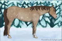 Horse Color:Classic Champagne Sabino Rabicano 