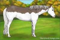 Horse Color:Silver Black Splash