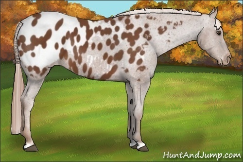 Horse Color:Chestnut Appaloosa 