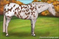 Horse Color:Chestnut Appaloosa 