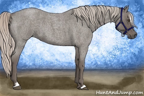 Horse Color:Silver Blue Roan Sabino 