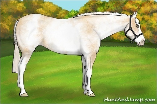 Horse Color:White Spotted Gold Cream Champagne Splash 