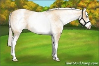 Horse Color:White Spotted Gold Cream Champagne Splash 