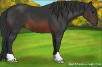 Horse Color:Brown 