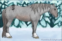 Horse Color:Brown Appaloosa 
