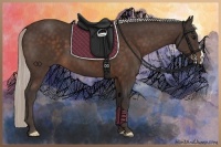 Horse Color:Silver Bay 