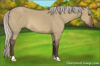 Horse Color:Silver Brown Dun 