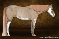 Horse Color:Red Dun Roan Splash Frame Rabicano 