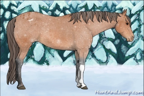 Horse Color:Bay Appaloosa 