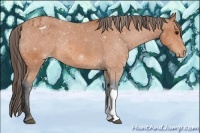Horse Color:Bay Appaloosa