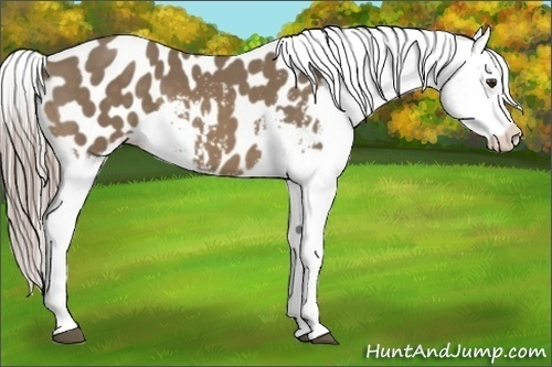 Horse Color:Chocolate Palomino Blanket
