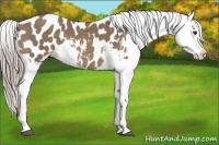 Horse Color:Chocolate Palomino Appaloosa