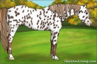 Horse Color:Liver Chestnut Appaloosa