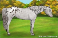 Horse Color:Liver Chestnut Appaloosa 