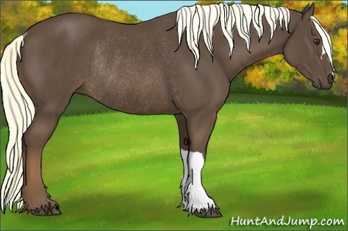 Horse Color:Liver Chestnut Rabicano