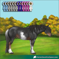 Horse Color:White Spotted Liver Chestnut Sabino 