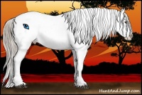 Horse Color:Chocolate Palomino Sabino Appaloosa