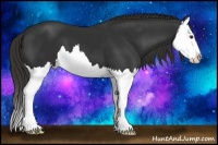 Horse Color:Liver Chestnut Splash