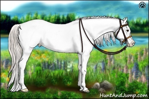 Horse Color:Silver Brown Dun Blanket Rabicano