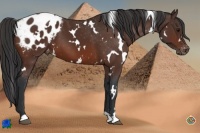 Horse Color:White Spotted Bay Appaloosa 