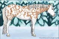 Horse Color:Silver Bay Splash Near Leopard 