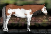 Horse Color:Bay Splash Frame