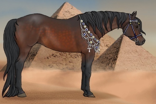 Horse Color:Bay Sabino 
