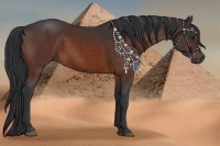 Horse Color:Bay Sabino