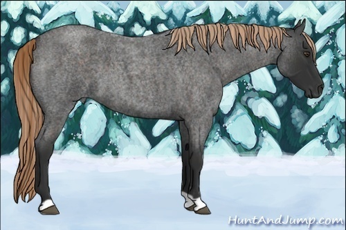 Horse Color:Liver Red Roan 