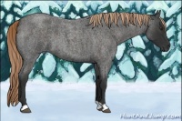 Horse Color:Liver Red Roan