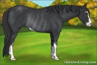 Horse Color:Black Sabino Rabicano 