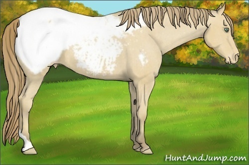 Horse Color:Amber Cream Champagne Tobiano Varnish 