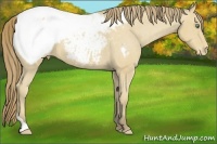 Horse Color:Amber Cream Champagne Tobiano Varnish
