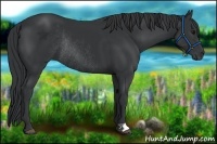 Horse Color:Black Rabicano 