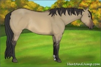Horse Color:Brown Dun Rabicano