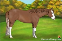 Horse Color:Chestnut Splash 