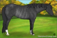 Horse Color:Black Frame Rabicano