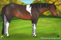 Horse Color:Brown Tobiano Rabicano