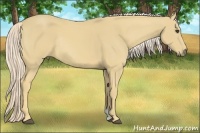 Horse Color:Palomino Rabicano 